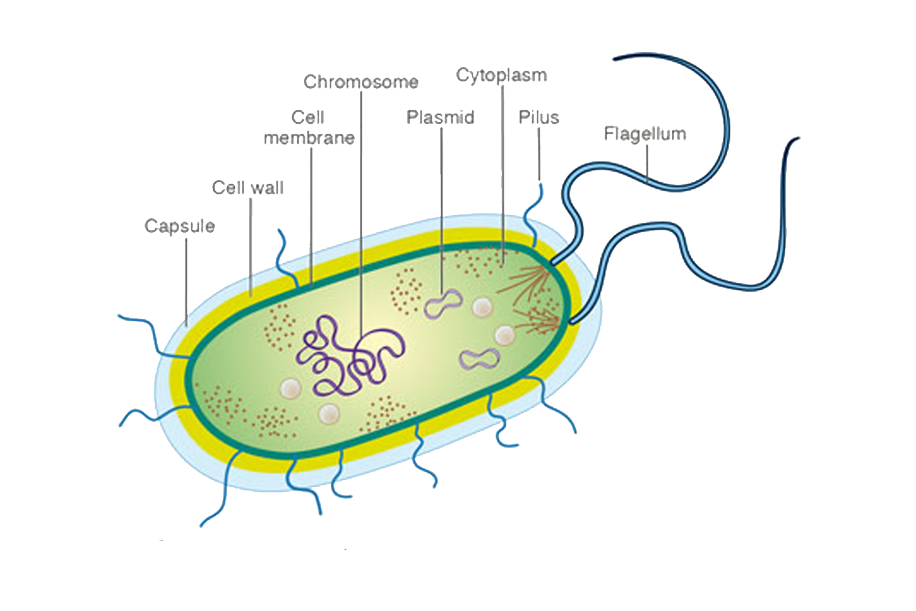 Оболочка клетки прокариот. Схема строения бактерии. Бактериальная клетка рисунок. Строение прокариотической клетки. Схема клетки бактерии.