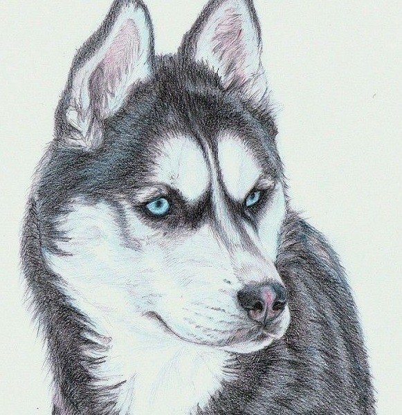 Хаски карандашом