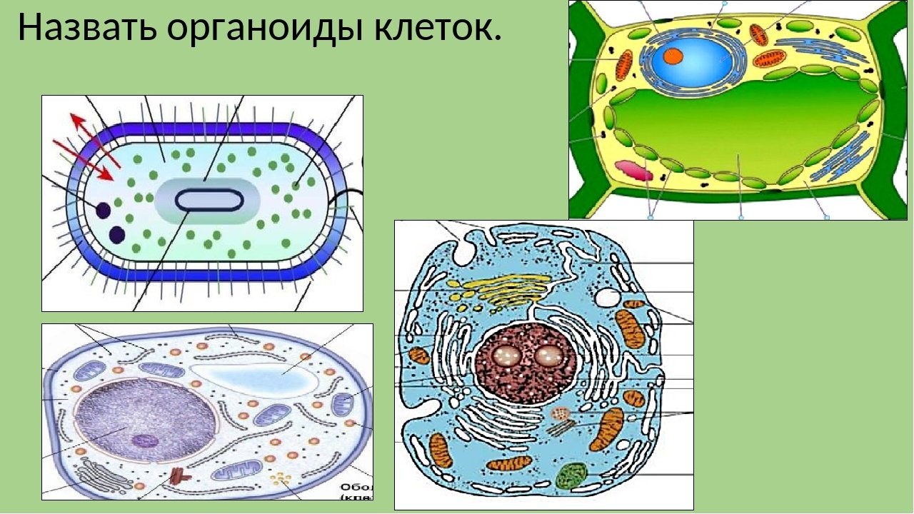 Клетки организмов всех царств живой. Органоиды клетки. Строение разных клеток. Клетки различных организмов. Цитология органоиды.