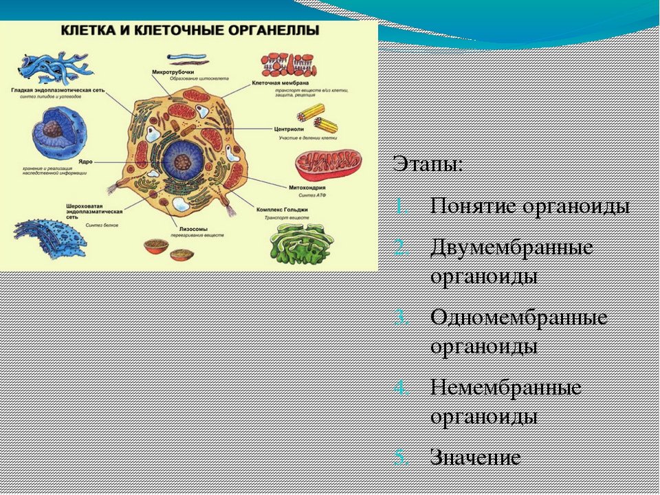 Пищеварительный органоид клетки. Ядро биология 10 класс органоиды клетки. Строение клетки, клеточные органеллы. Органоиды клетки 10 класс. Функции органоида рисунок.