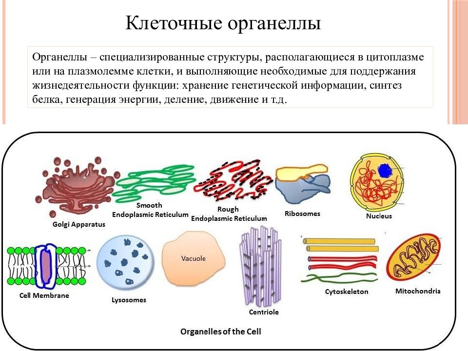 Органеллы цитоплазмы клеток