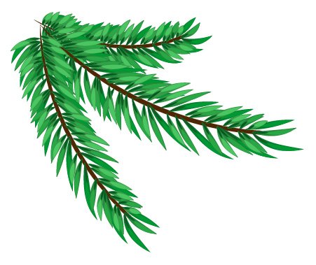 Еловая ветка для детей