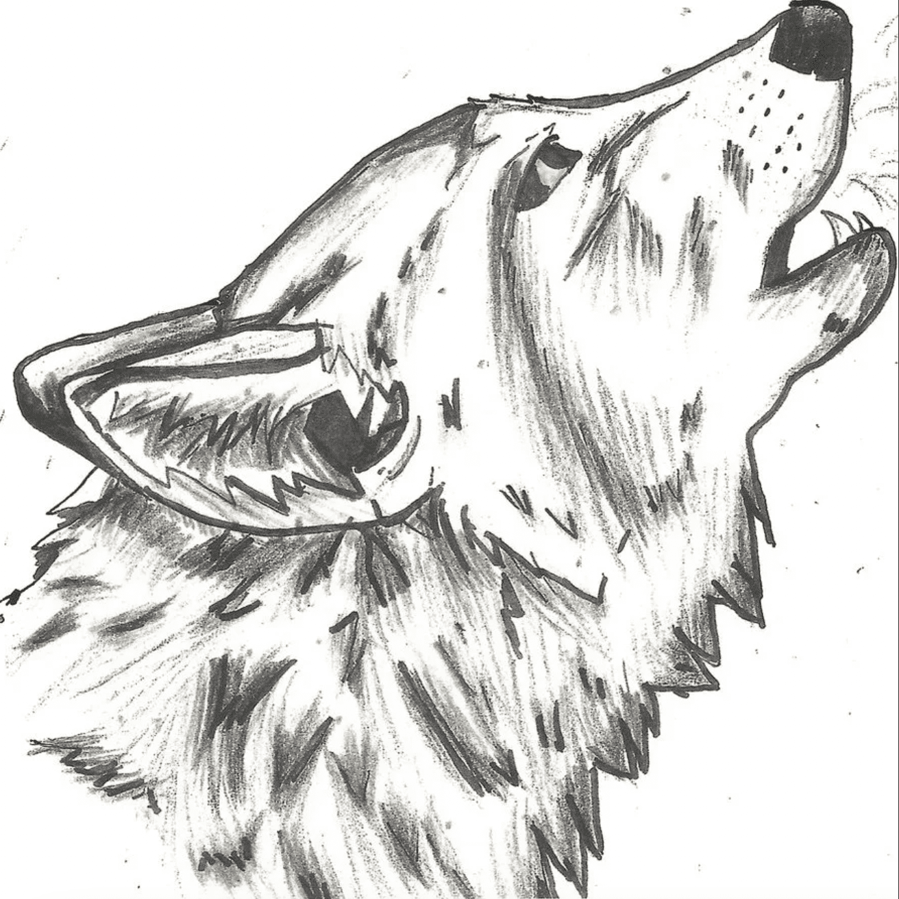 Голова волка карандашом