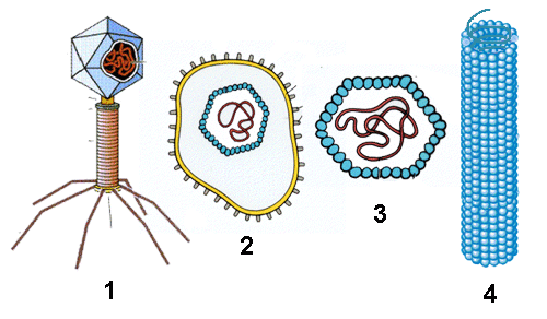 Вирусы биология задания. Строение клетки вируса. Строение вируса 5 класс биология. Строение бактериального вируса. Строение вируса бактериофага.