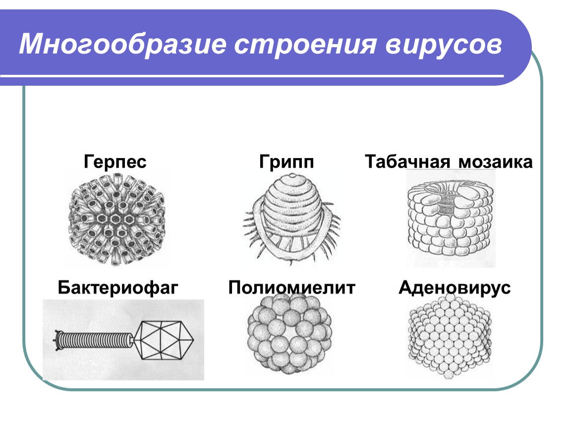 Вирусы названия 5 класс. Вирус герпеса вирус табачной мозаики бактериофаг. Вирусы форма строения. Многообразие строения вирусов. Типы строения вирусов.