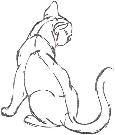 Кошка со спины карандашом