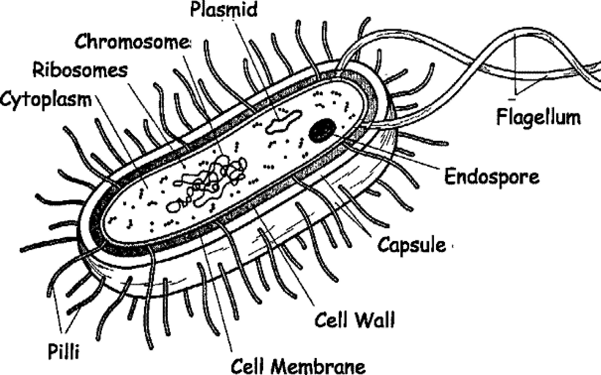 Строение бактериальной клетки рисунок
