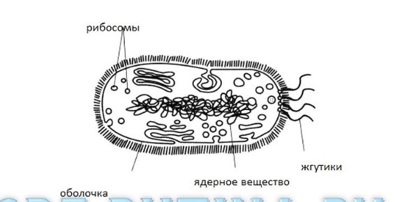 Строение бактериальной клетки части 5 класс биология