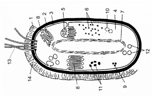 Рис. 2.2. Строение бактериальной клетки