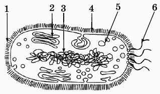 Рисунок бактерии с обозначениями