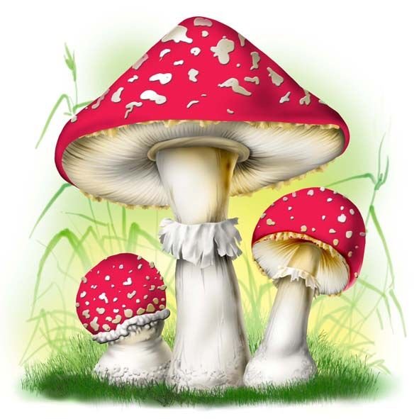 Грибы мухомор для детского сада