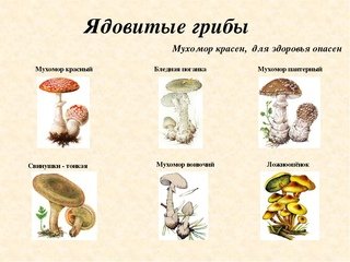 Схема съедобные и несъедобные грибы