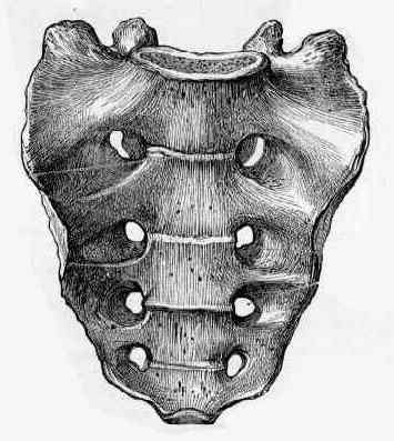 Крестец позвонок анатомия