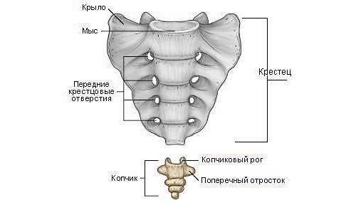 Строение позвоночника крестца и копчика