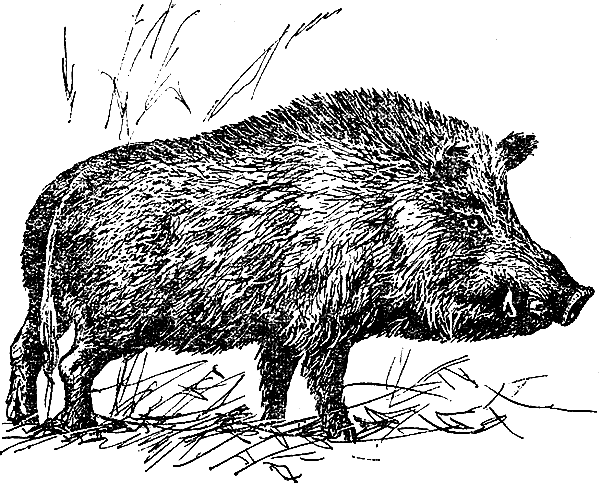 Кабан ест желуди