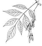 Карточки деревья