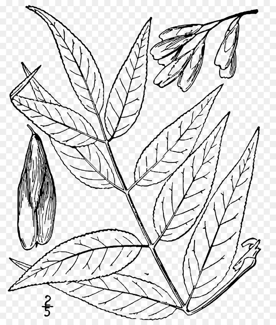 Ясень узколистный лист