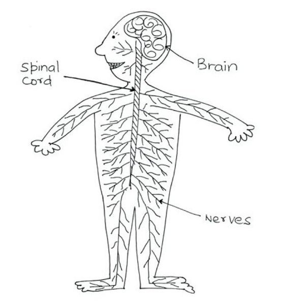 Нервная система человека рисунок