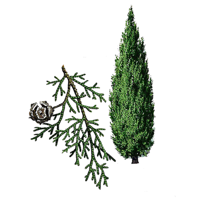 Cupressus sempervirens