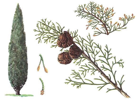 Кипарис вечнозеленый ареал