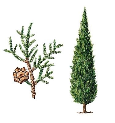Кипарис рисунок для детей