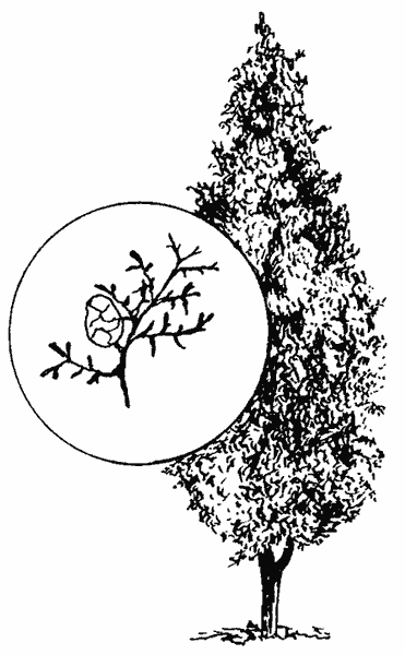 Кипарис дерево