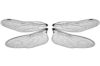 Крылья Стрекозы