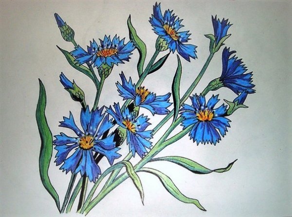 Васильки цветными карандашами