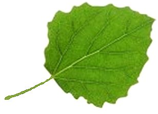 Листья осины для вырезания цветные