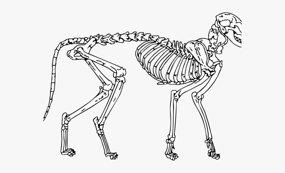Скелет кошки. Скелет кота вид сбоку. Скелет кота спереди. Скелеты животных для детей. Скелет кошки для рисования.