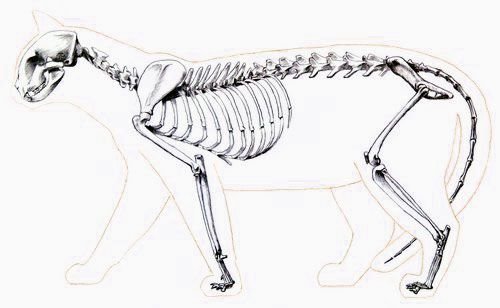 Скелет кошки сбоку