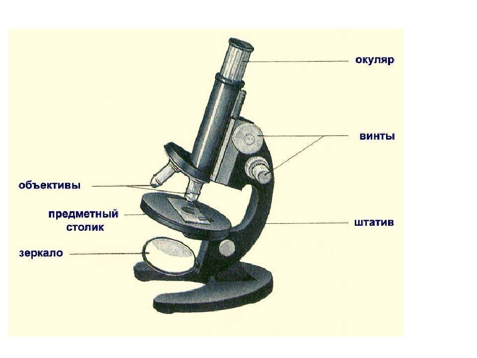 Какую функцию выполняет зеркальце в микроскопе. Что такое микроскоп и строение микроскопа 5 класс биология. Устройство светового микроскопа рисунок. Строение микроскопа 5 класс. Строение микроскопа 6 класс биология.