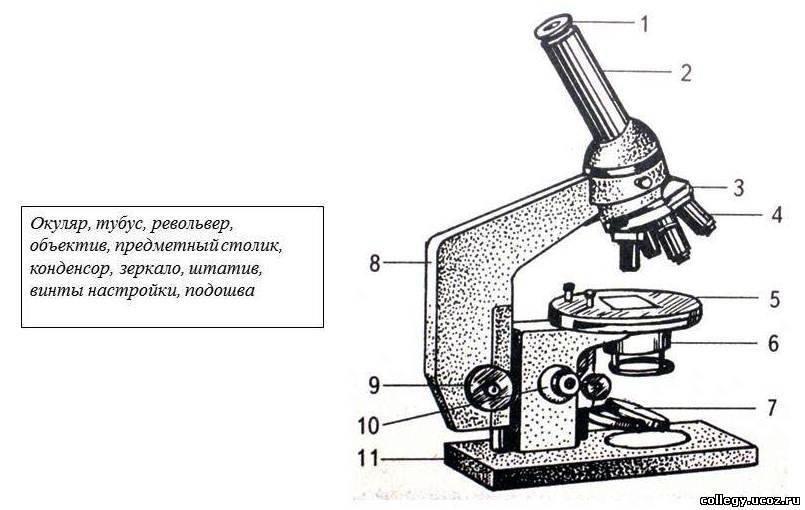 Рассмотрите рисунок микроскопа на нем даны подписи