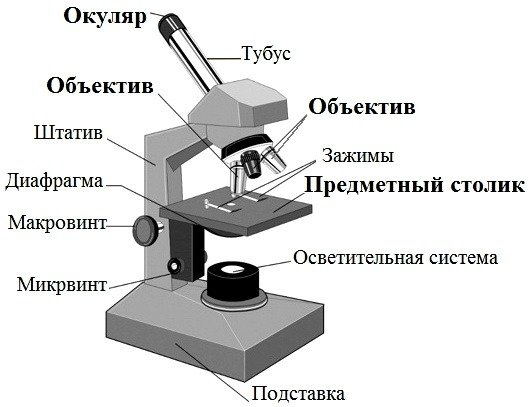 Схема инвертированный световой микроскоп