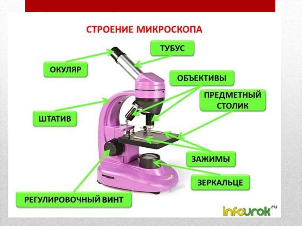 Микроскоп цифровой строение и описание 5 класс. Строение микроскопа 5. Строение микроскопа макровинт. Схема строения микроскопа. Строение микроскопа 5 класс биология.