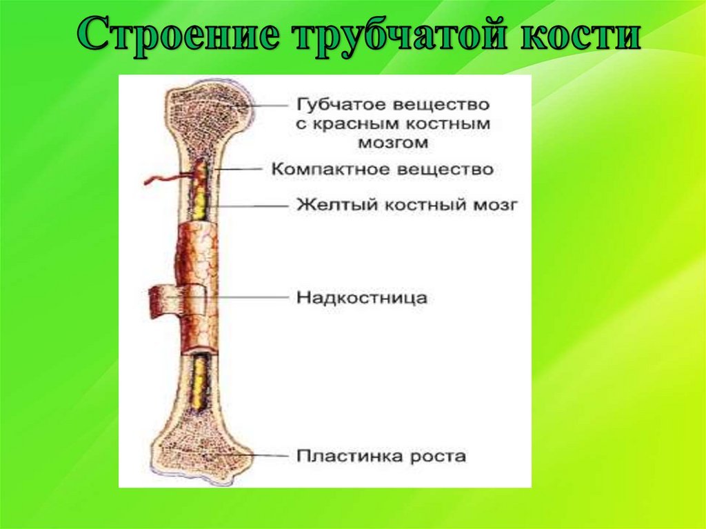 Тело длинной трубчатой кости. Строение трубчатой кости анатомия. Строение кости трубчатая кость. Трубчатая кость желтый костный мозг. Строение трубчатой кости надкостница.