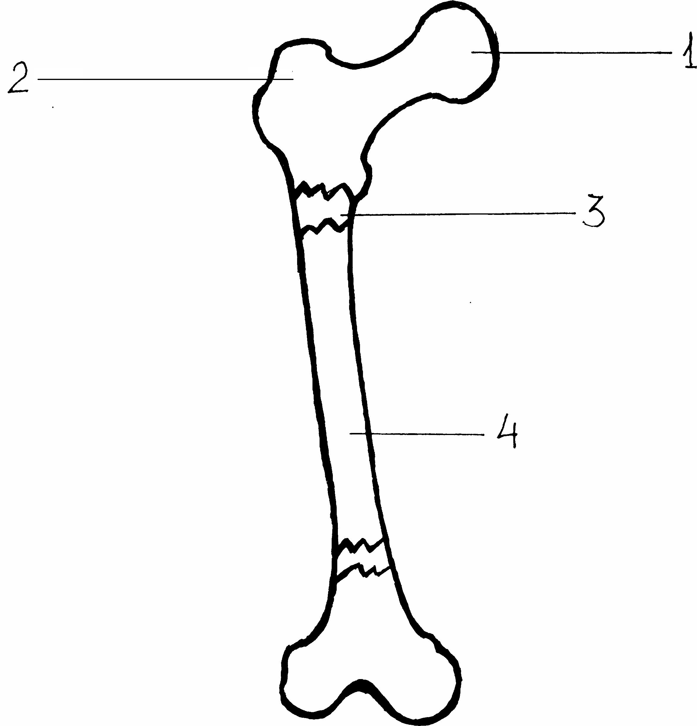 Какое строение имеют кости. Внешнее строение трубчатой кости. Строение трубчатой кости без подписей. Строение длинной трубчатой кости рисунок. Строение трубчатой кости черно белый рисунок.