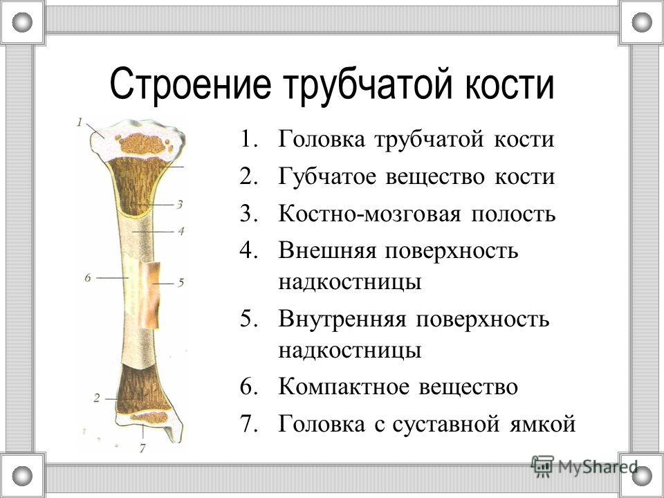 Назовите длинные кости. Строение строение трубчатой кости. Строение трубчатых костей анатомия. Строение длинной трубчатой кости. Строение трубчатой кости человека ЕГЭ.