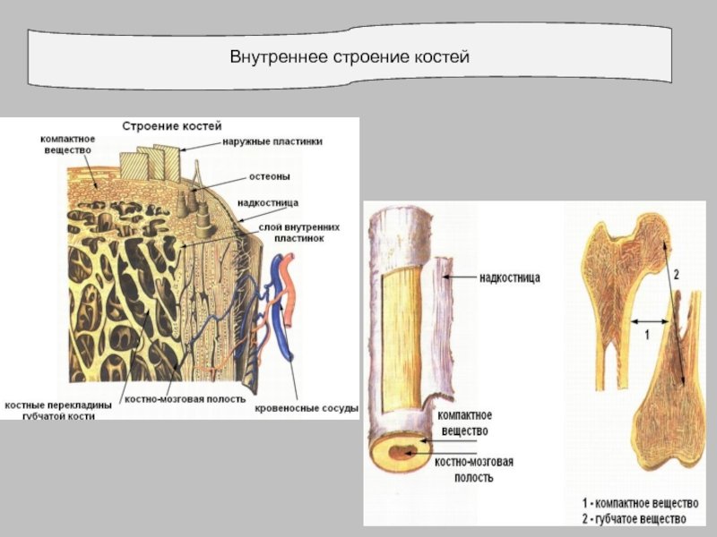 Строение трубчатой кости человека рисунок с подписями