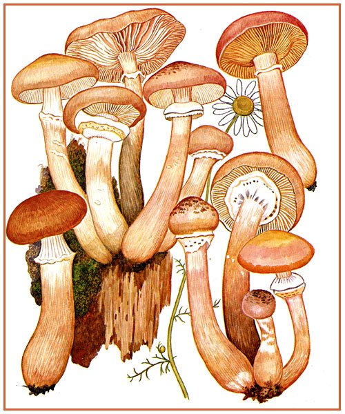 Нарисовать грибы опята