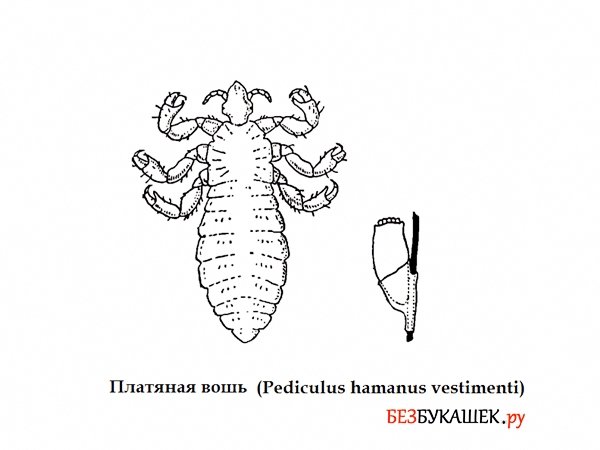 Внешнее строение платяной вши
