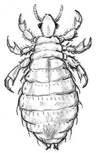 Вши рисунок