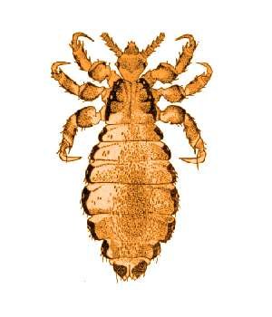 Вошь головная, платяная Pediculus humanus capitis, Pediculus humanus humanus, Phthirus pubis