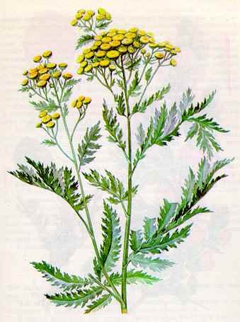 Пижма обыкновенная ботаника