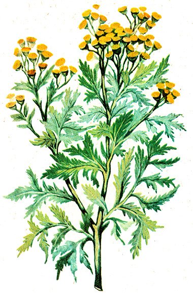 Пижма обыкновенная рисунок