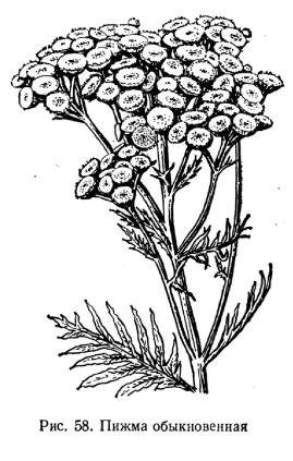 Пижма обыкновенная черно белое