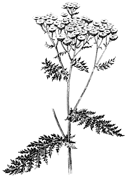 Пижма обыкновенная ФЕНОРИТМОТИП