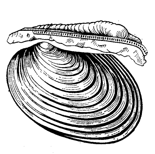 Три беспозвоночных моллюска. Inoceramus моллюск. Синдесмия моллюск. Моллюски чб. Моллюски рисунок.