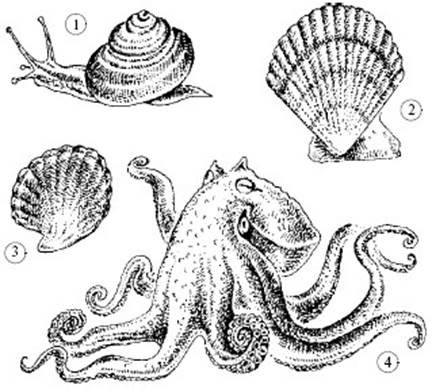 Рисунки моллюсков