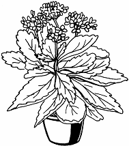 Каланхоэ акварель